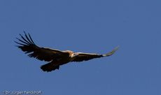 Mönchsgeier (2 von 9).jpg